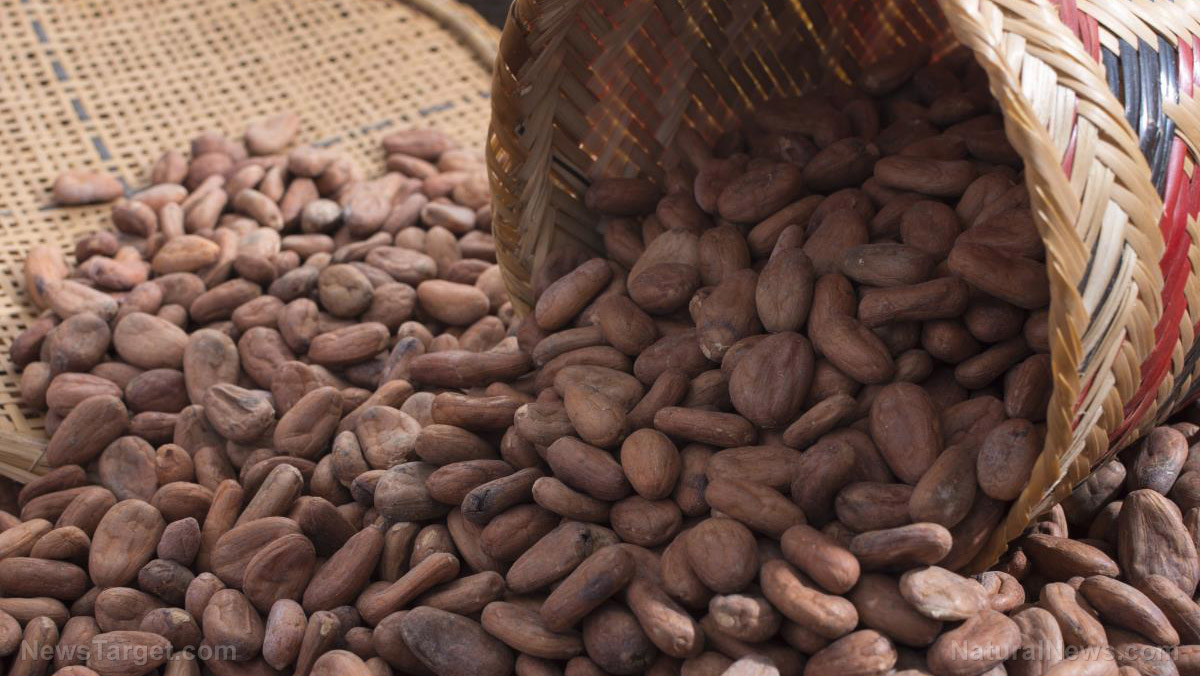 The best way to boost the health benefits of cocoa beans lies in how